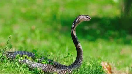 中华眼镜蛇: 地球上食性最广泛的蛇, 被我国