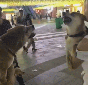 主人本来好好地在溜自家的狗狗,本来素不相识的狗狗不知道怎么就