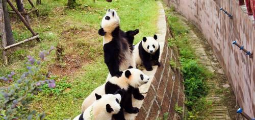 寻访国宝，最成都、最火锅-成都落地自驾之旅