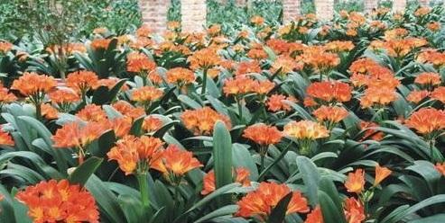 长春市市花君子兰和那些疯狂的故事