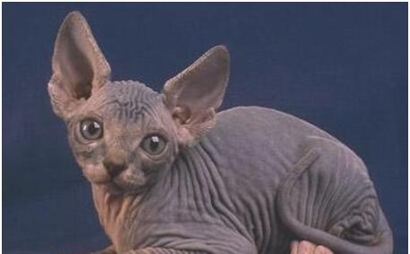 世界上最丑的猫,全身几乎没有毛,皮肤布满皱褶,售价却超过2万