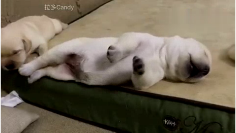 一只睡觉都在危险位置的小奶狗，最后令人长舒一口气