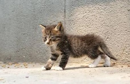 教你一招怎么让猫咪瞬间老实,看完涨见识,原来