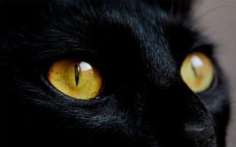 迷死人!这样一只瞳孔异色的猫咪,竟然能在街边