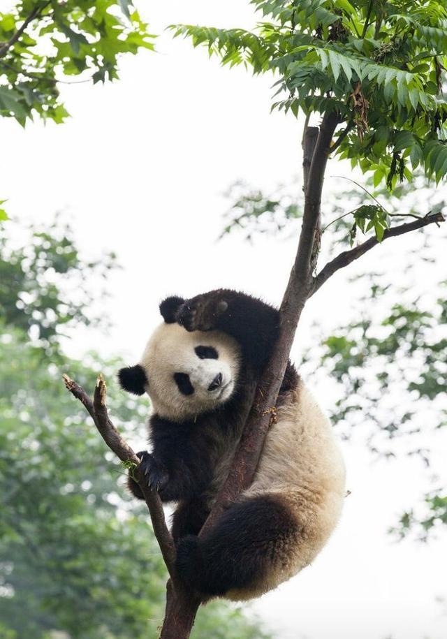 大熊猫--凶猛不亚于黑熊猎豹, 可偏偏以卖萌为生, 只为吃竹子?