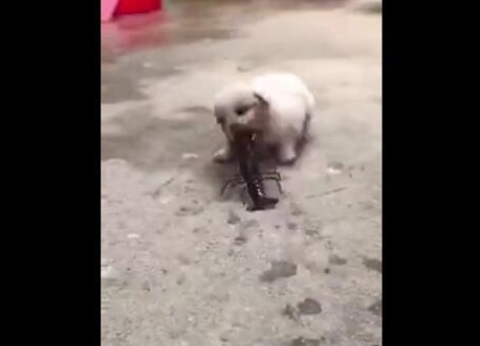 小狗被龙虾夹嘴巴,输的一塌糊涂,真是太搞笑了