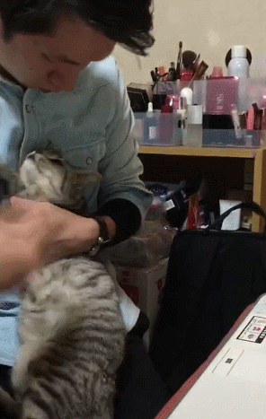 猫咪搞破坏还一脸高调,主人根据罪犯心理学对阵下药