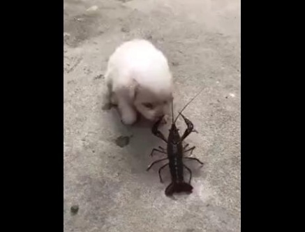 小狗被龙虾夹嘴巴,输的一塌糊涂,真是太搞笑了