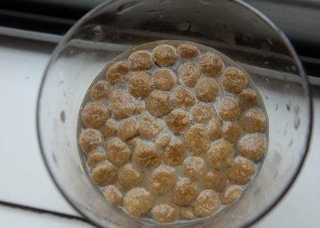 泰迪喝水讲究多，6大禁忌不能犯！