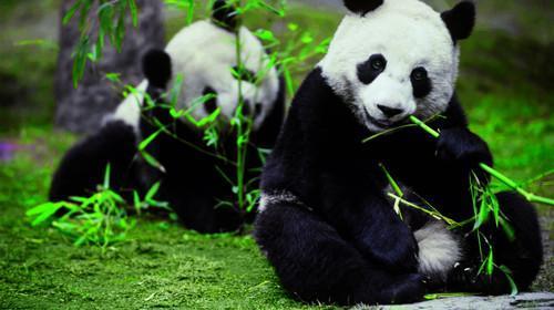 约会熊猫、体验绿道最全看熊猫打卡地图,带你