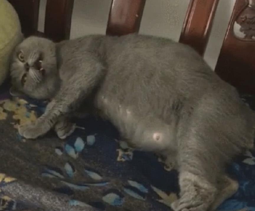 母猫大着肚子要生孩子,一脸疼痛的表情:我快不行了