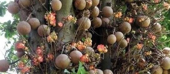 世界最可怕植物,碰到就容易爆炸,威力堪比手雷