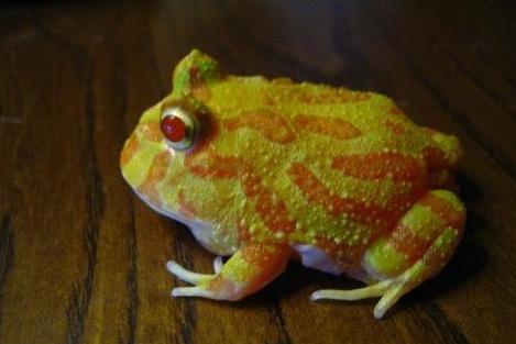 最惊艳的宠物蛙, 本性无比残暴, 看起来像南瓜!