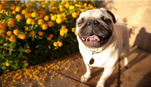 十大性格最温顺的狗狗品种排名:中华田园犬也