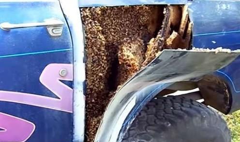 F150总传出嗡嗡声, 车主心烦拆开检查, 却导致方圆百米被隔离!