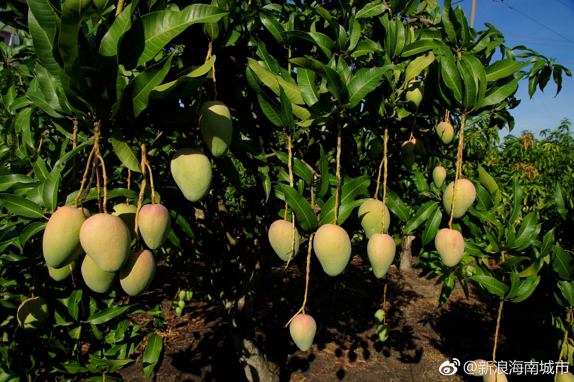 昌江芒果获国家地理标志证明商标