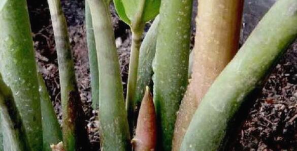 金钱树总不长?10天喂次它,电钻小芽窜不停