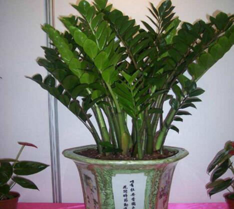 金钱树总不长?10天喂次它,电钻小芽窜不停