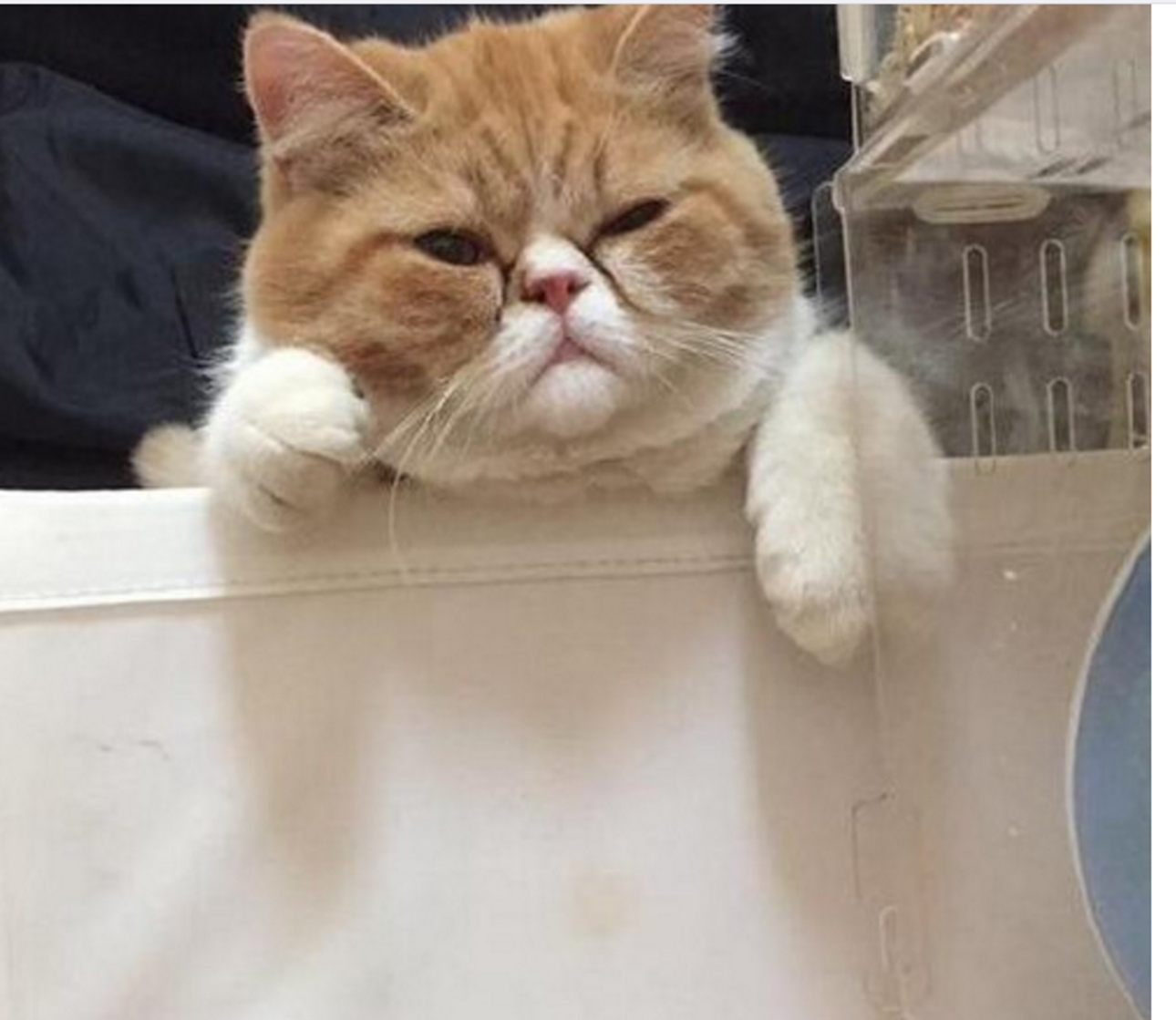蚊子买回旅馆给主人竟是,猫咪出乎这个v蚊子,让人做伴猫咪有仓鼠吗图片