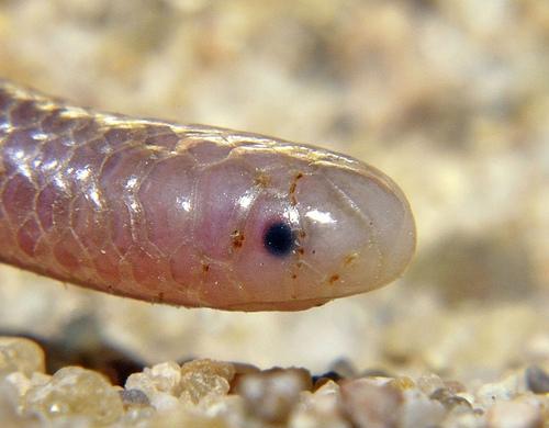 它是世界上"最小最呆萌"的蛇 好多人误以为是蚯蚓 只用屁股戳人