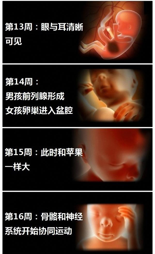 你想看怀孕四个月胎儿图吗?想知道怀孕四个月有胎动肚子有多大吗