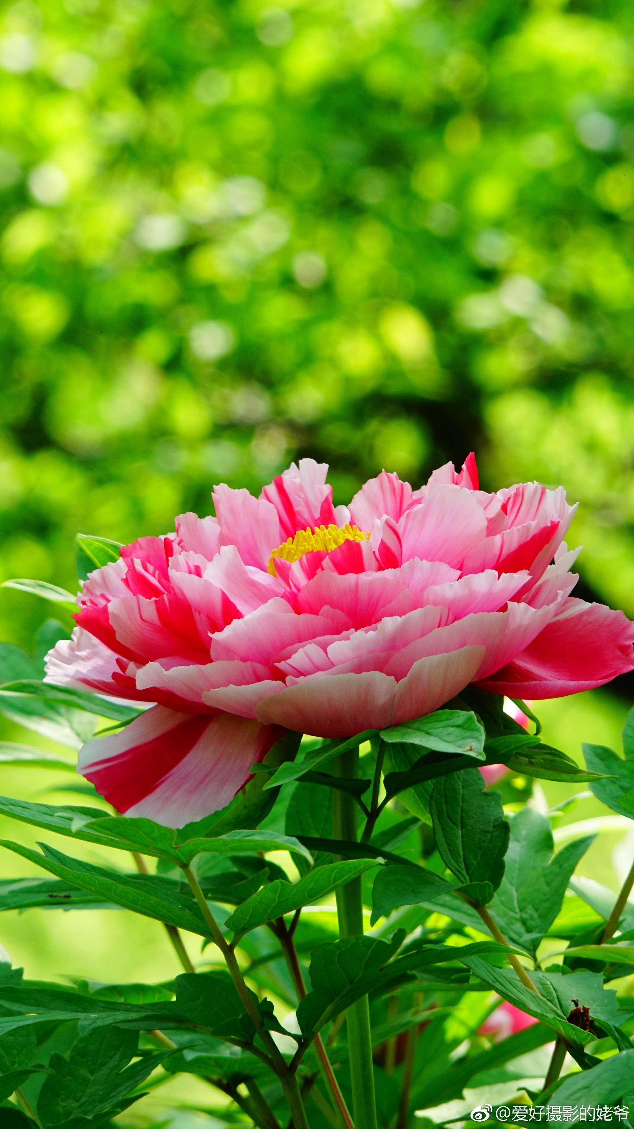 天香二.美丽的牡丹花,离不开辛勤的员工培育和园艺设计者
