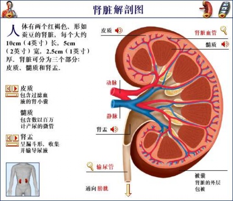肾是男人的命根子!哪些习惯容易伤肾呢?最后一条很重要!