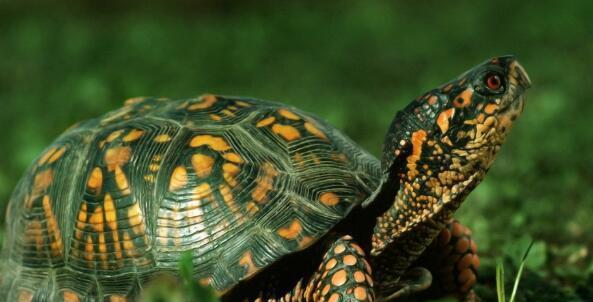 地球上智商最高的乌龟, 巴西龟智商高如狗, 能辨