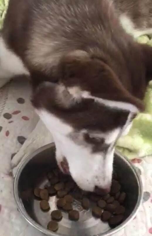 二哈想吃肉不愿吃狗粮,主人用了一招,二哈被乖乖降服了