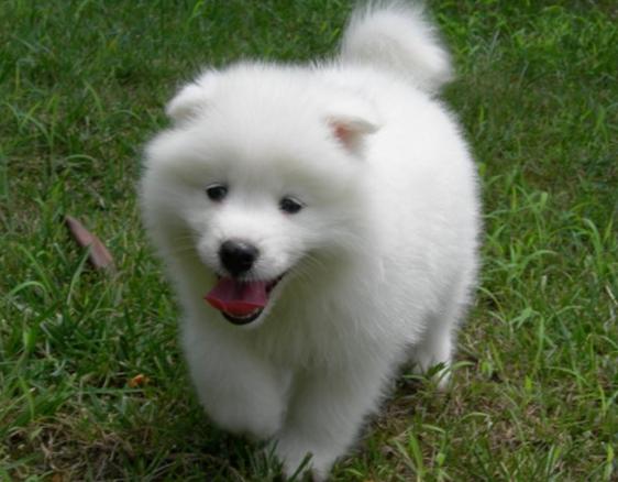 世界上最萌的五大狗狗排名,二哈也上榜了!快来看看符合你的排名