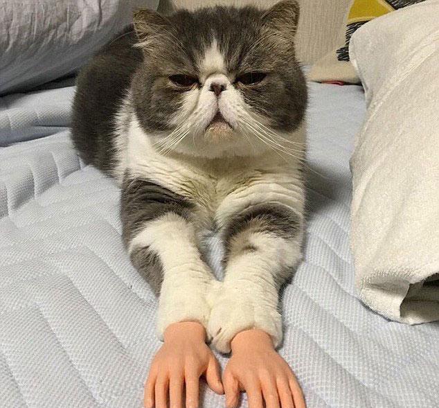 人手移植到猫手上,玩猫人爽翻了,猫咪表情臭臭一脸嫌弃