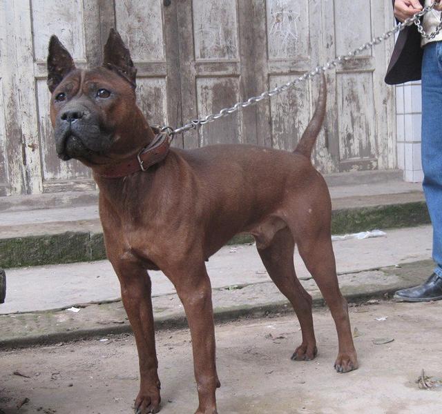 中国八大知名猎犬,土生土长,实力不遑多让