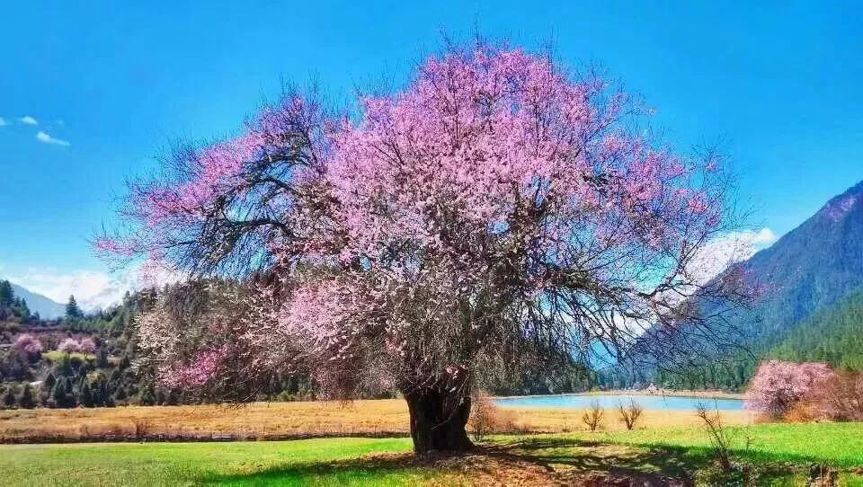3月去雪山峡谷看最美桃花,超强攻略带你玩转林芝!