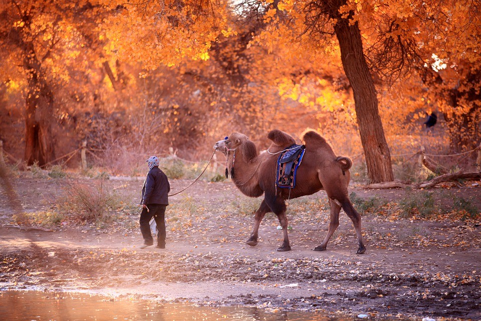 特岗教师新招4200人,特殊考生可加4分,三年后