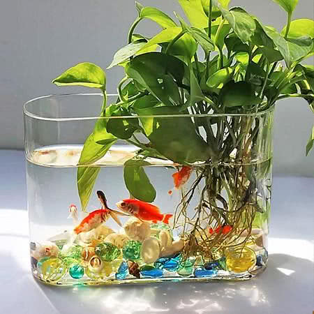 给水培的花加条金鱼，把控好这4点连花肥都省了，让花挤爆鱼缸！
