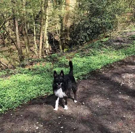 狗狗真能听懂人话吗?科学家:当然是真的!