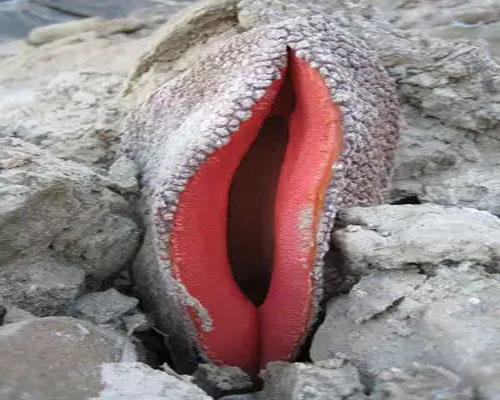 男子沙漠中发现一奇怪生物长着"红唇",得知真相后