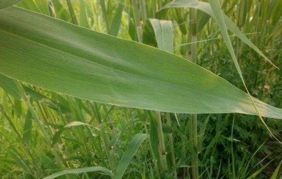 粽叶是什么植物叶子 包粽子用什么叶子比较好!