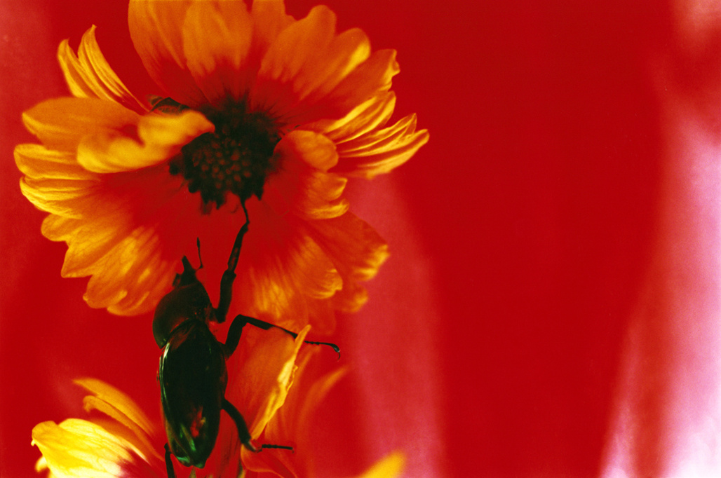 蜷川实花| 在花朵和金鱼背后,我拍摄的是人类的欲望