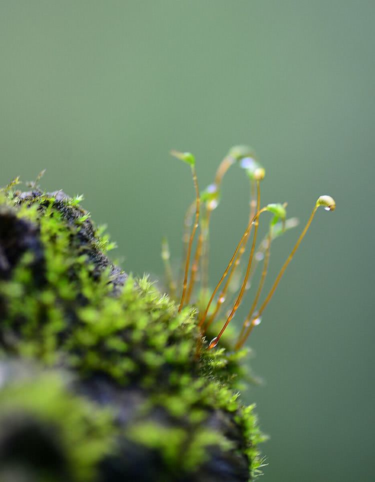 苔花如米粒,也学牡丹开