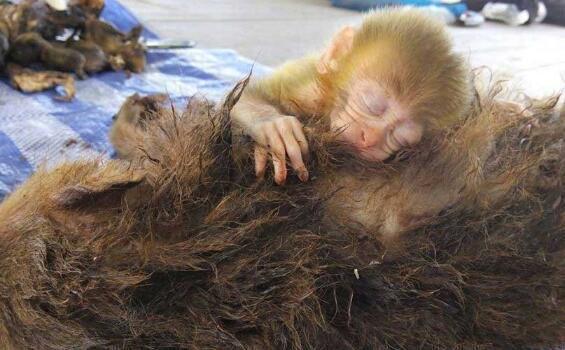 母猴被偷猎者打死后,小猴子的这些举动,让人忍