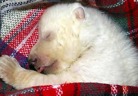 小北极熊刚出生,母熊似乎不太喜欢它,做出的事更是让