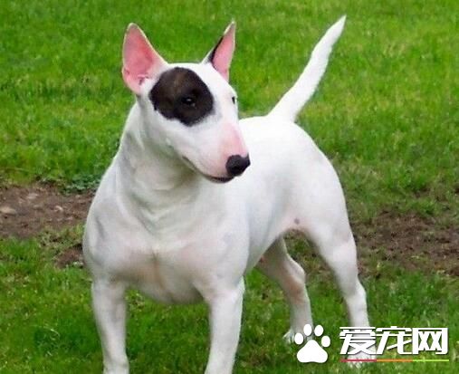 养牛头梗的经历 虽然狗狗顽皮但对主人是很温顺的