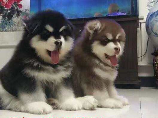 阿拉斯加犬长大会咬人吗 阿拉斯加犬适合家养