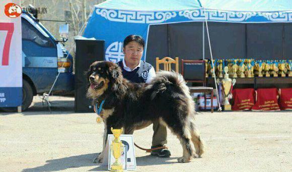 当藏獒走上不归路时,蒙古獒却在默默地发展!