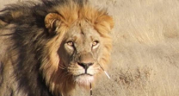 豪猪扎伤花豹、狮王和鳄鱼, 隔着屏幕都感觉疼, 唯有平头哥能治它