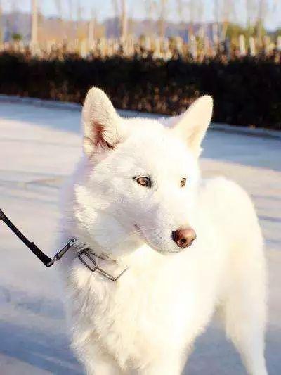 男子花五千买了只纯白哈士奇，养大一看却是白狐狸