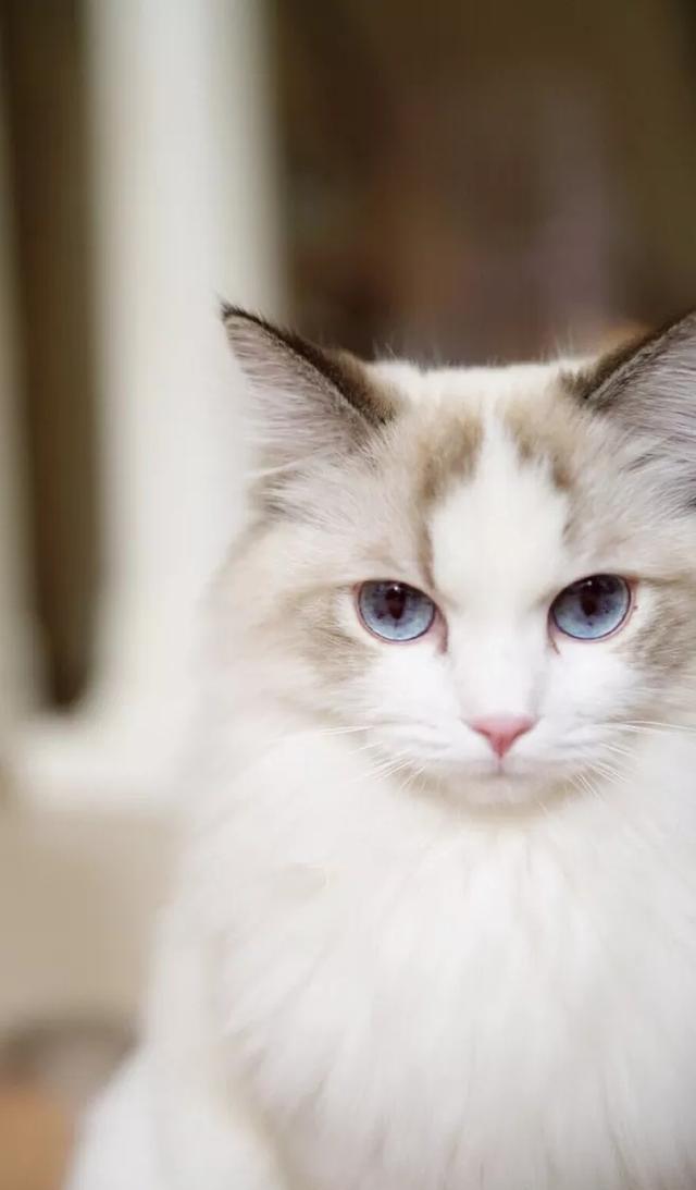 手机壁纸推荐:猫叔猫奴猫咪控们，你们的小主子喵星人在这儿呢