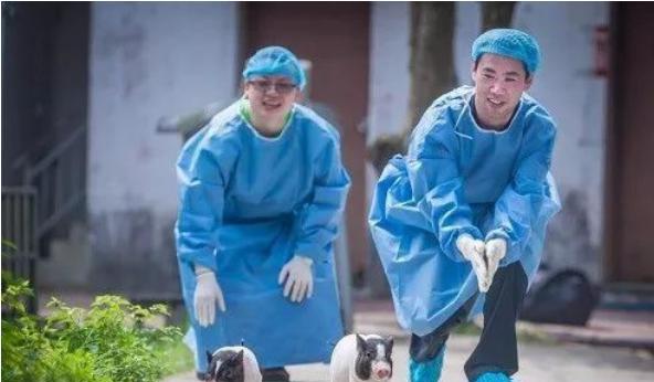 猪悟能立功!全球首例舞蹈病基因敲入猪诞生