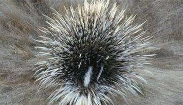 豪猪扎伤花豹、狮王和鳄鱼, 隔着屏幕都感觉疼, 唯有平头哥能治它